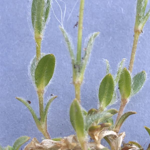 Cerastium alpinum alpinum ST Røros 2020.07 4 R.Elven